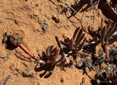 Cephalophyllum tricolorum