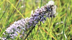Liatris carrizana