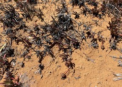 Cephalophyllum tricolorum