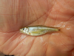 Notropis braytoni