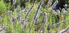 Liatris carrizana