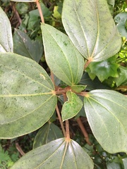 Oreopanax bogotensis