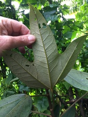 Oreopanax bogotensis