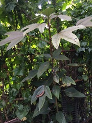 Oreopanax bogotensis