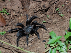 Selenocosmiinae
