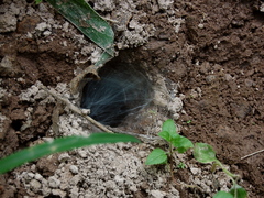Selenocosmiinae