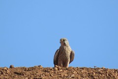 Falco tinnunculus tinnunculus