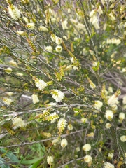Melaleuca parvistaminea