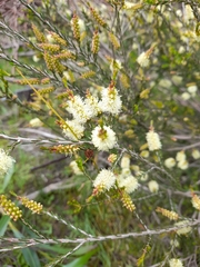 Melaleuca parvistaminea