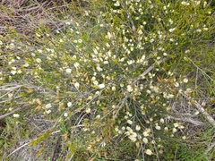 Melaleuca parvistaminea