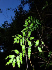 Lygodium volubile