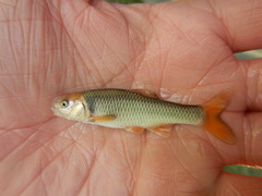 Cyprinella proserpina