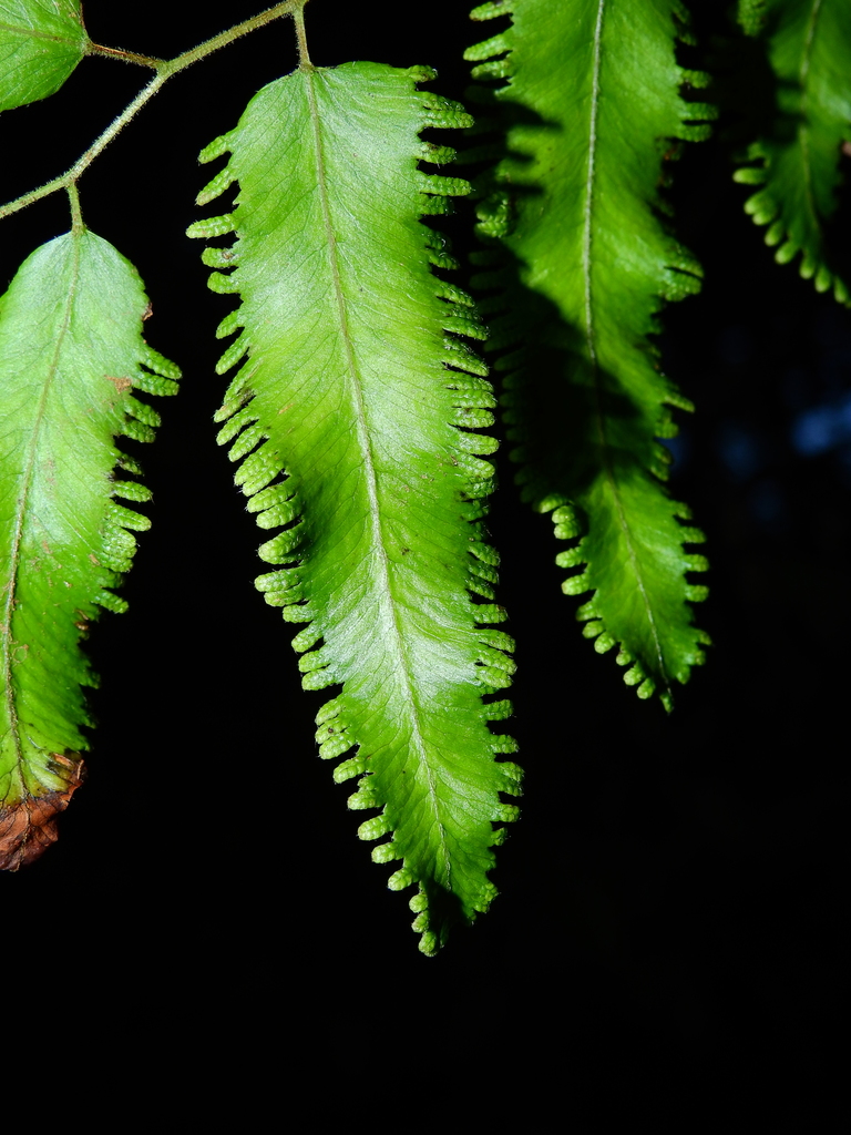 Lygodium volubile
