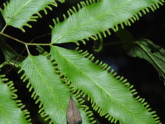 Lygodium volubile