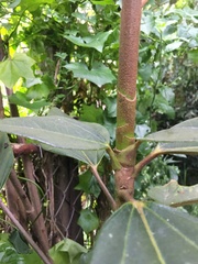 Oreopanax bogotensis