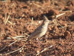 Galerida theklae ruficolor