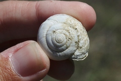 Helminthoglypta sanctaecrucis