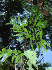 Lygodium volubile