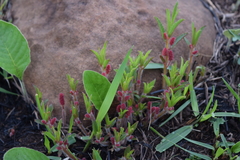 Acalypha peduncularis