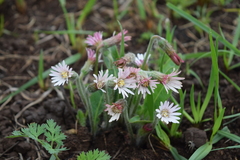 Gerbera natalensis