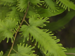 Lygodium venustum image