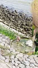 Alopochen aegyptiaca