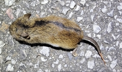 Apodemus agrarius