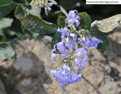 Clematis heracleifolia