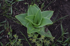 Eucomis autumnalis