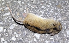 Apodemus agrarius