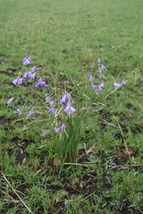Dierama floriferum