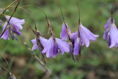 Dierama floriferum