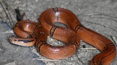 Oreocryptophis porphyraceus