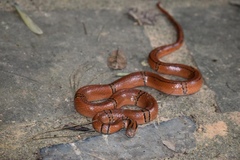 Oreocryptophis porphyraceus