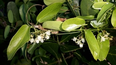 Cynanchum ellipticum