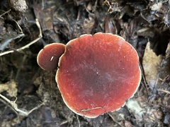 Hortiboletus coccyginus