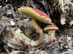 Hortiboletus coccyginus