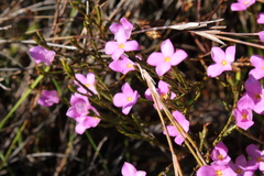 Lachnaea uniflora