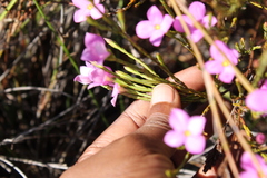 Lachnaea uniflora