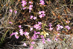 Lachnaea uniflora