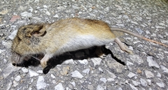 Apodemus agrarius