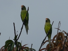 Eupsittula canicularis