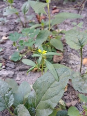 Erysimum cheiranthoides