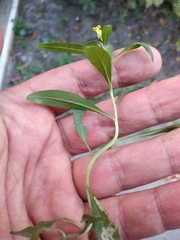 Erysimum cheiranthoides