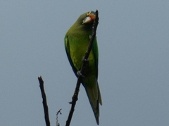 Eupsittula canicularis