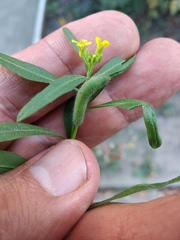 Erysimum cheiranthoides
