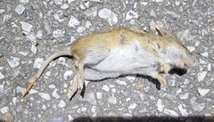 Apodemus agrarius