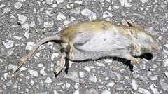 Apodemus agrarius