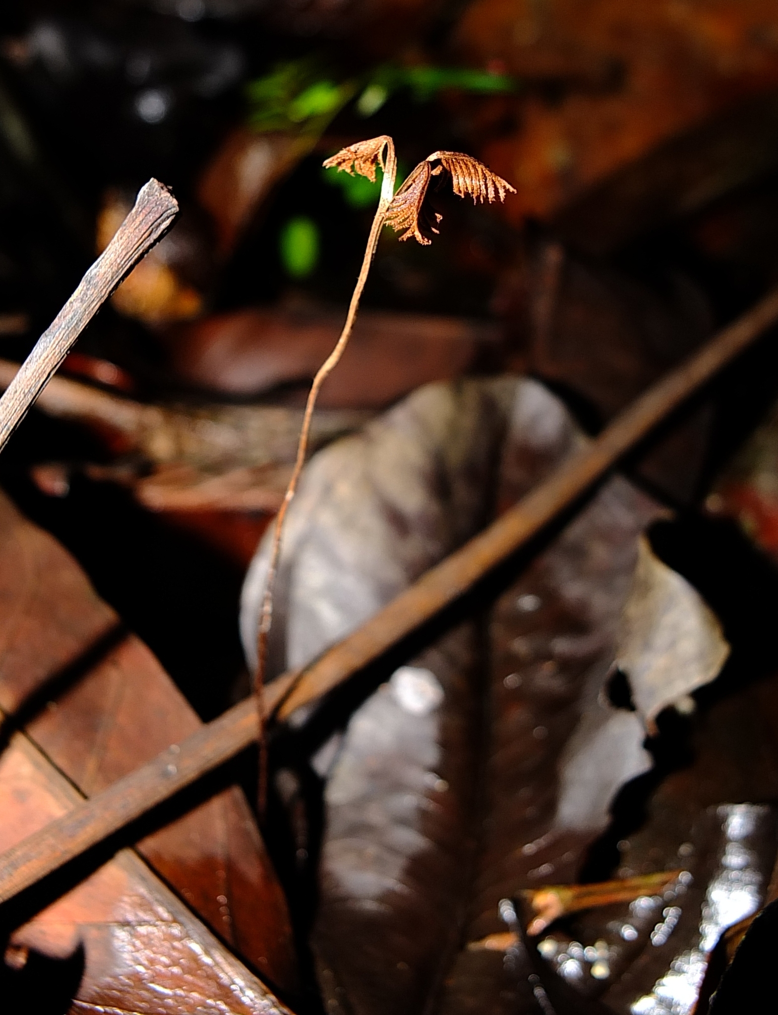 Schizaea fluminensis
