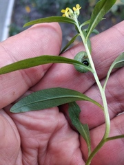 Erysimum cheiranthoides